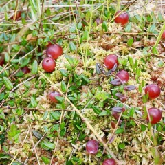 aaa