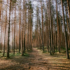 aaa