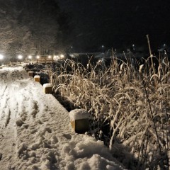 aaa