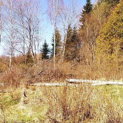 aaa