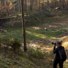aaa