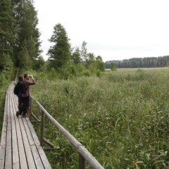 aaa