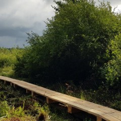 aaa
