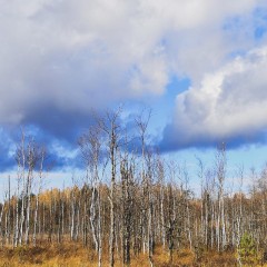 aaa