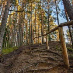 aaa