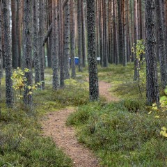 aaa