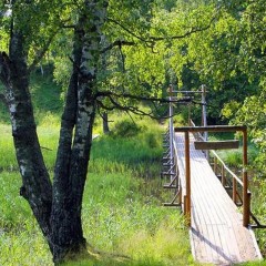 aaa