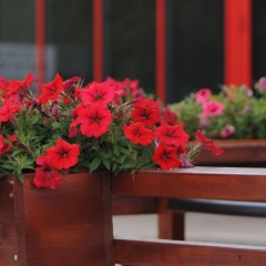 aaa